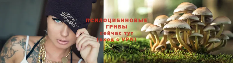 Галлюциногенные грибы Psilocybe  продажа наркотиков  Горняк 